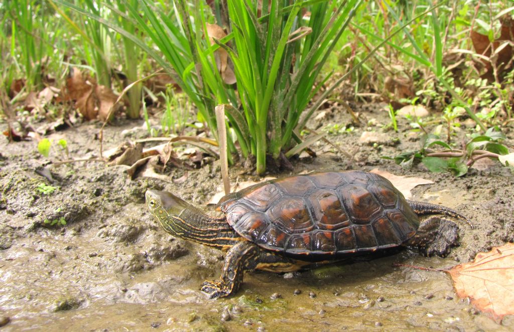 Mauremys leprosa II